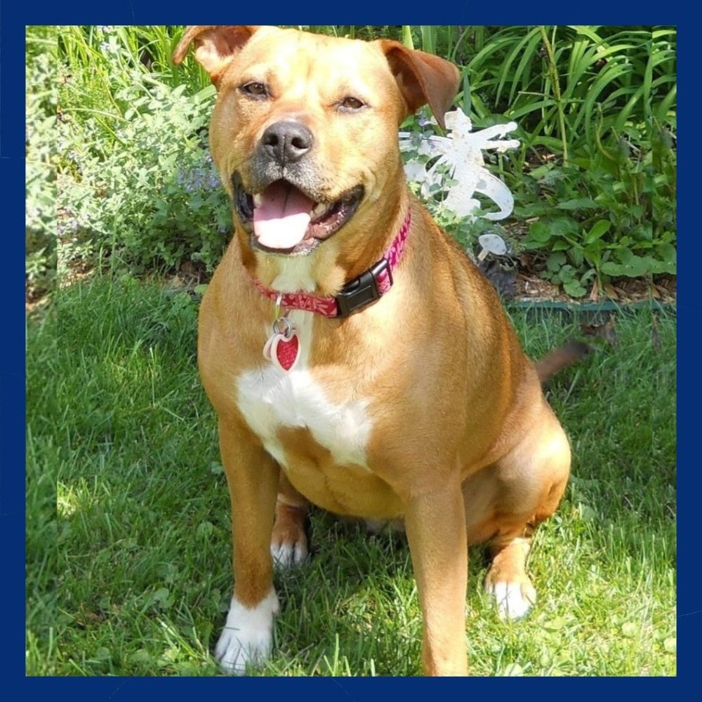๐๐1-11-22 My Sweet Girl is no longer with us. I'll miss her smile.๐๐ - Picture 2 of 4